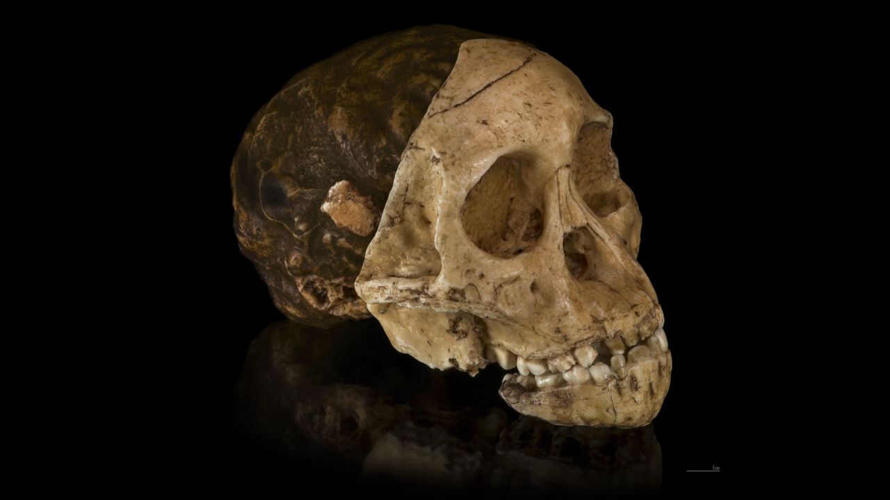 Photo of the found skull against a black background