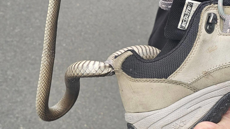 Mujer fue atendida por presunta mordedura de serpiente marrón oriental que quedó atrapada en su zapato