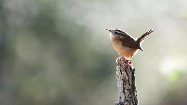 7 unique animals that can only be found in the UK