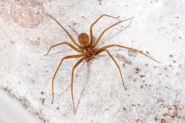 Araña de rincón: cómo prevenir una mordedura y qué hacer ante una ...