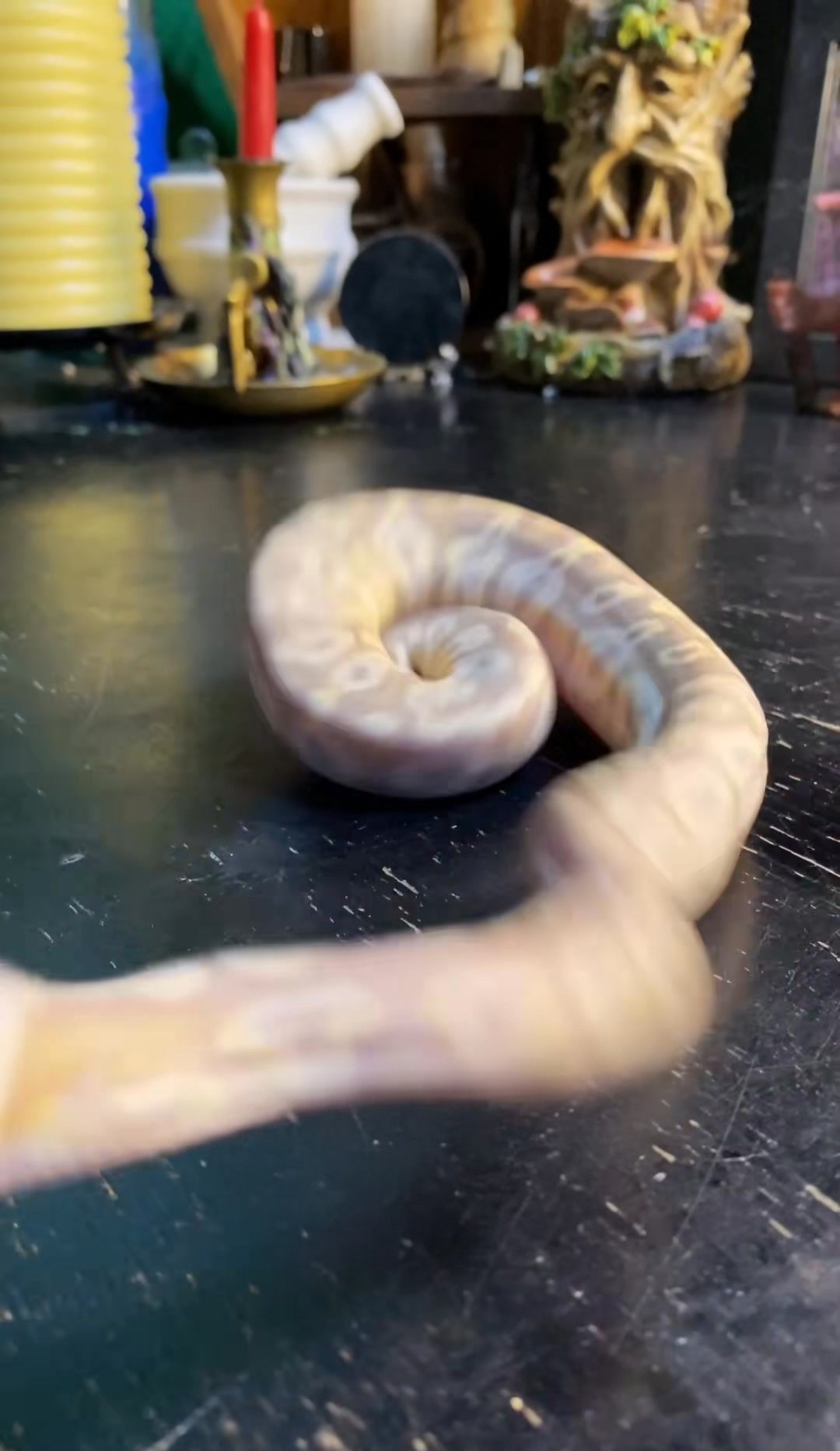 This little one is feisty! Ball pythons usually grow out of this type ...