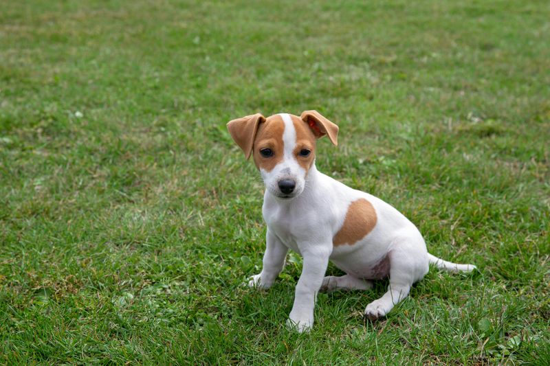15 dog breeds that are wild as puppies