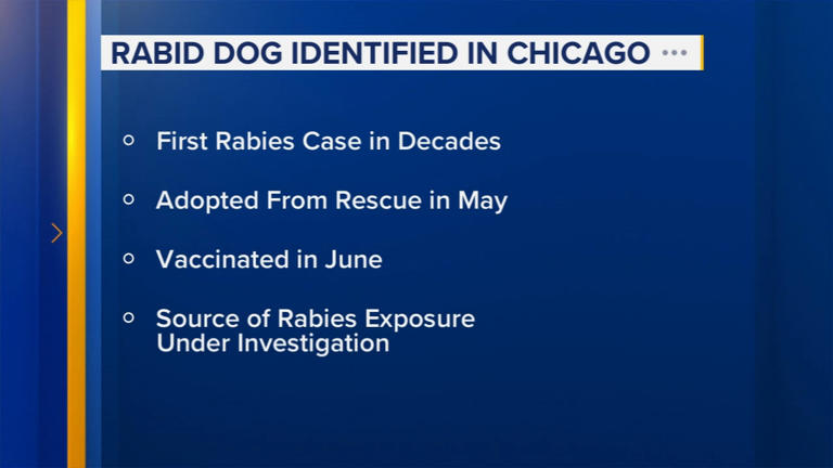 Chicago dog tests positive for rabies for 1st time in decades, IDPH says