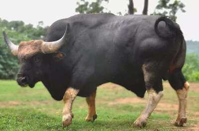Nagaland's mithun breed achieves global recognition