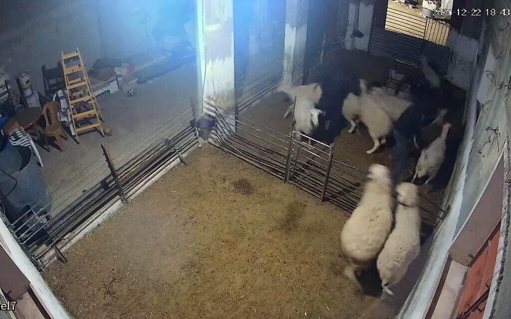 5 settlers arrested for allegedly attacking Palestinian shepherd ...