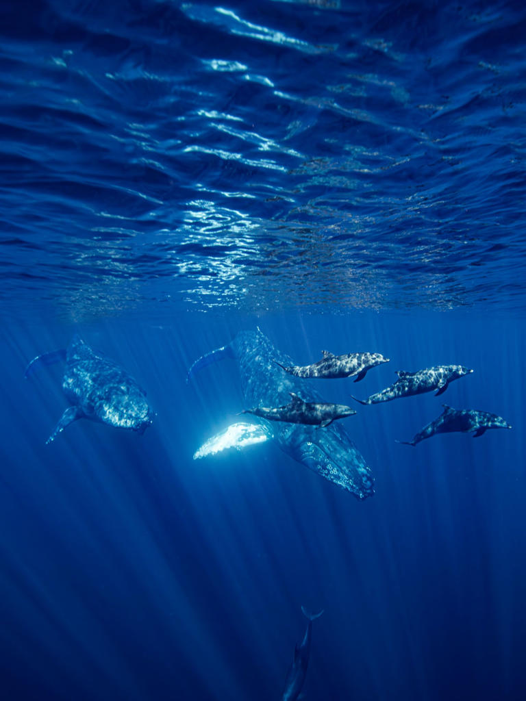 In Loreto, Mexico, the wonder of whale sharks and foraged clams, image size:768x1024