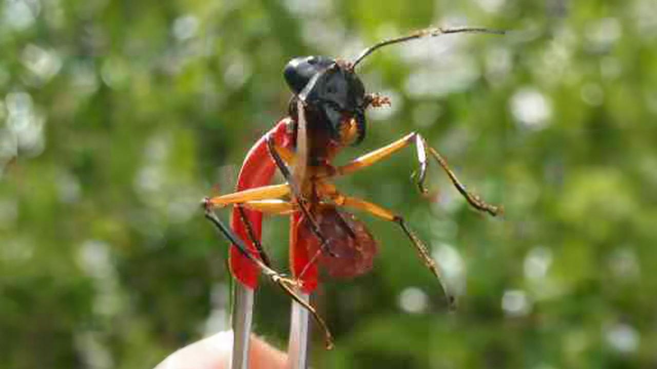 The acid ant: Fact or myth about its bite