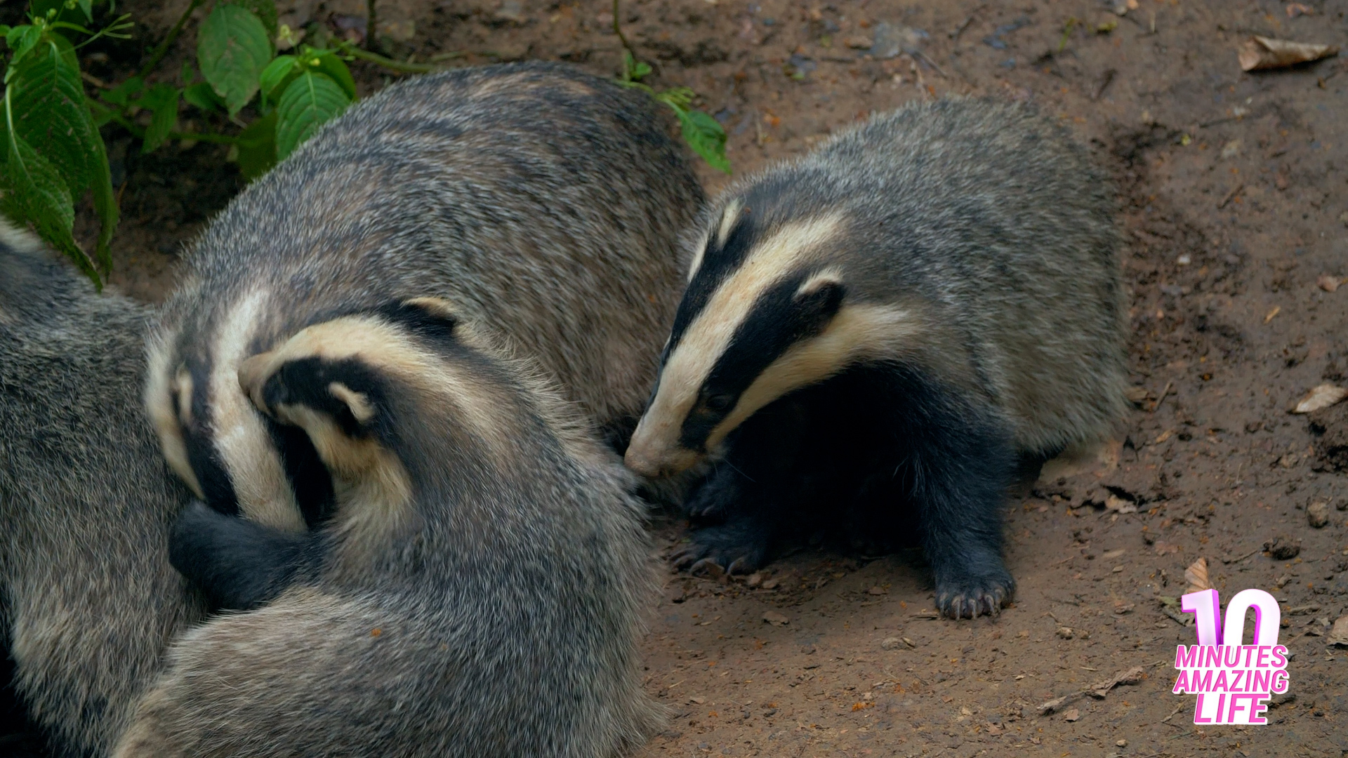 A hidden camera captured badger behavior