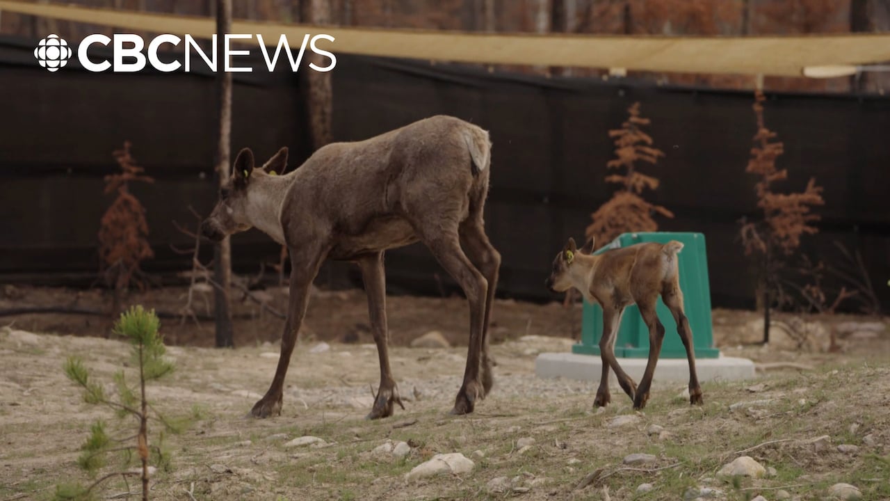 Can Jasper’s new breeding centre save caribou from local extinction?
