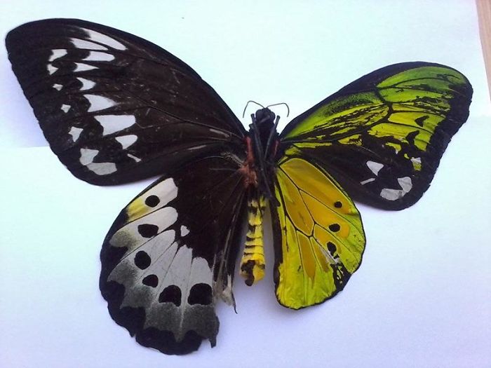49 Fascinating Pics Of Rarely Seen Things