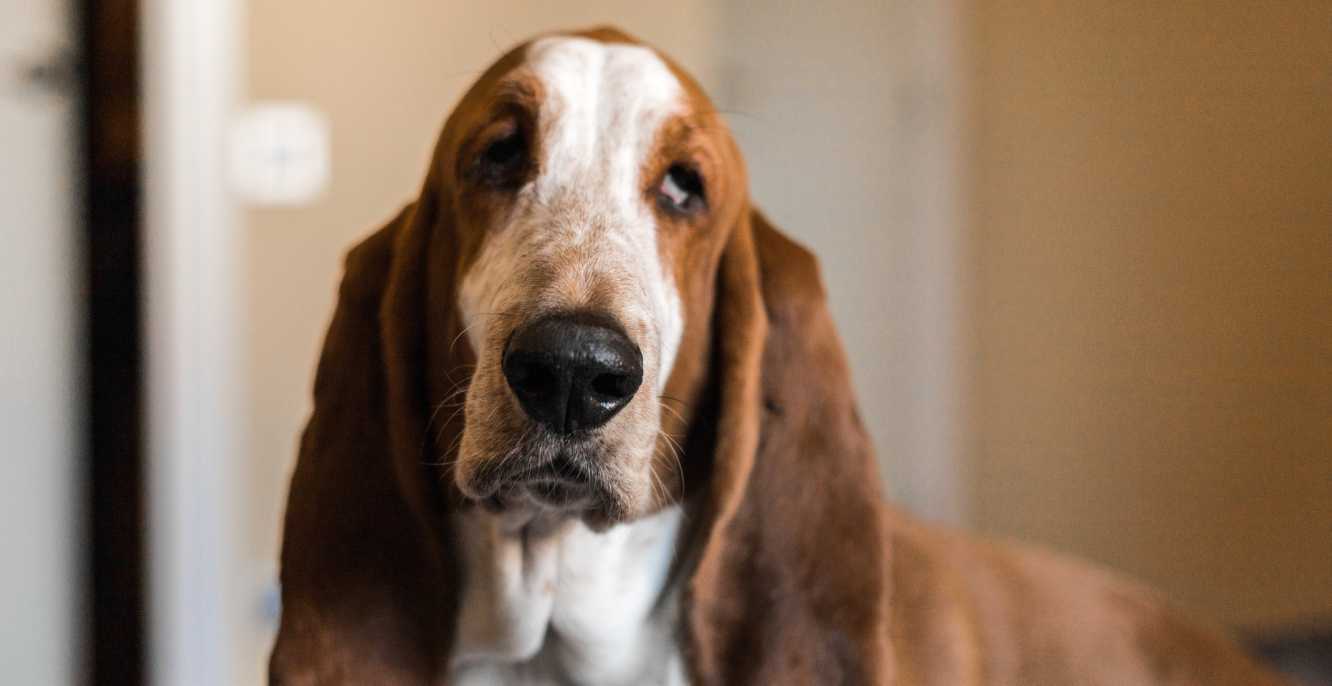 these-habits-are-annoying-your-dog
