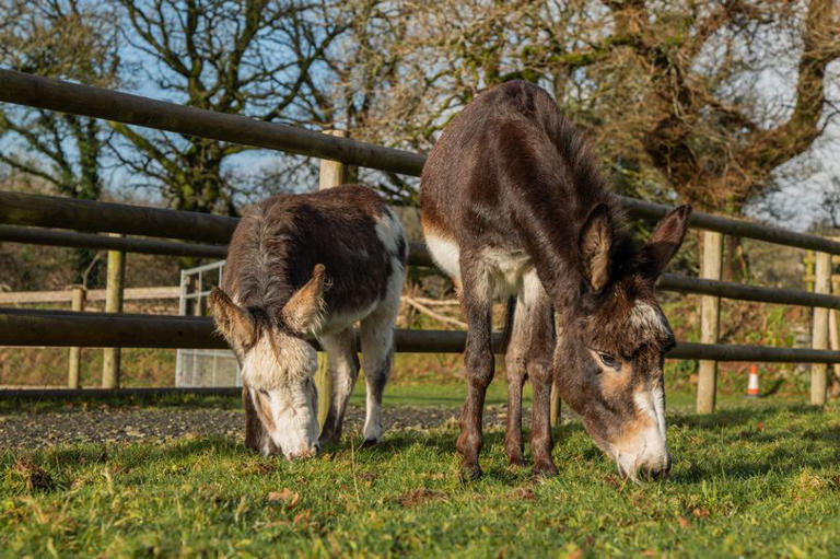 Donkeys swap appalling conditions for Devon happy ending