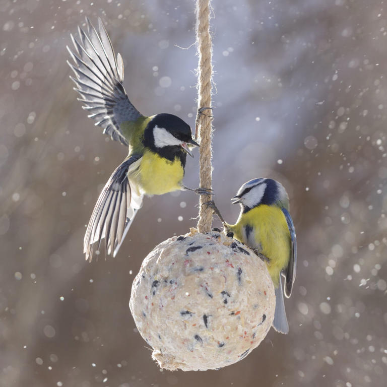 These are the 3 best things to feed birds in winter, according to ...