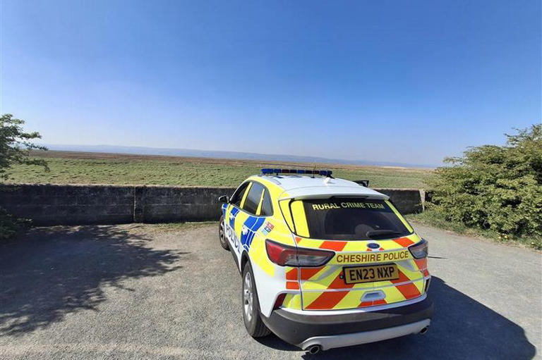 dog-attack-leaves-21-sheep-dead-as-police-launch-investigation