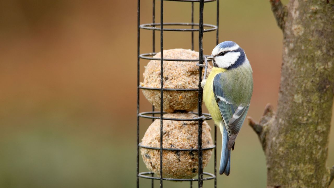 These are the 3 best things to feed birds in winter, according to ...