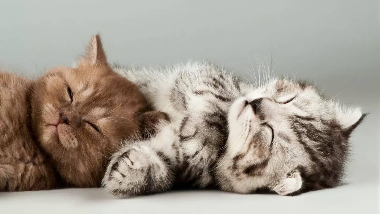 How long can you safely leave your cat alone at home?