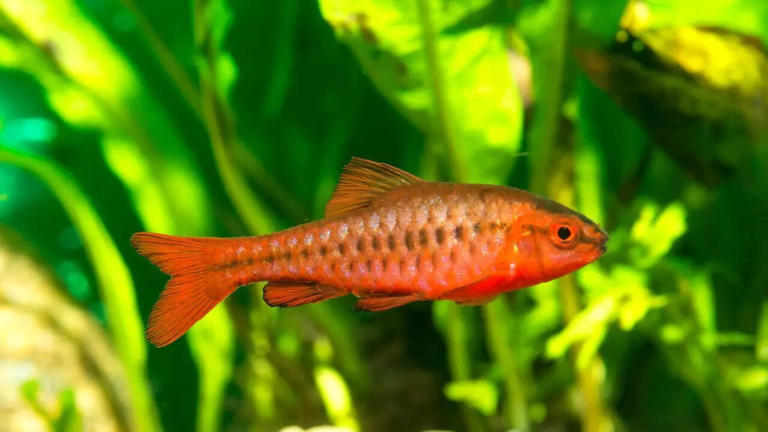 10 beginner freshwater aquarium fish that are easy to care for and ...