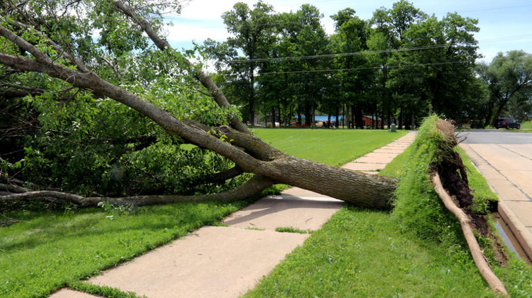 A fast-growing tree may transform your yard, but it carries downsides