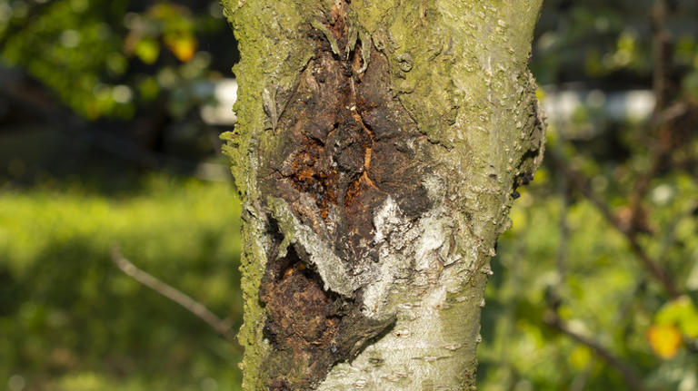 A fast-growing tree may transform your yard, but it carries downsides