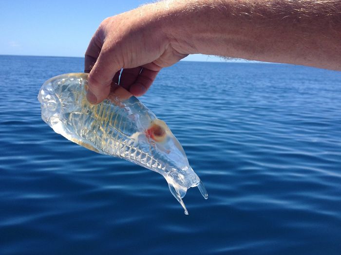 49 Fascinating Pics Of Rarely Seen Things
