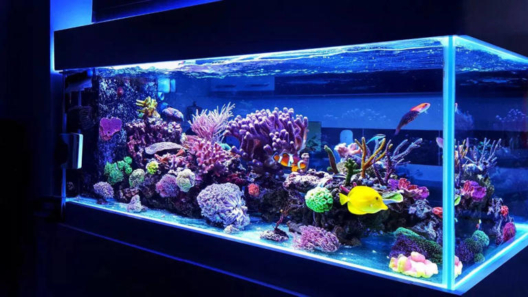 View of 10 beginner freshwater aquarium fish that are easy to care for and ...