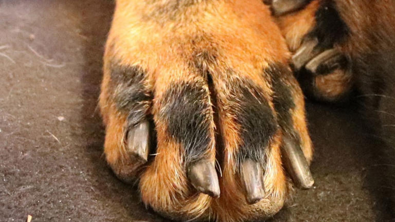 Chicago confirms first rabies-positive dog in Illinois in decades, 13 ...