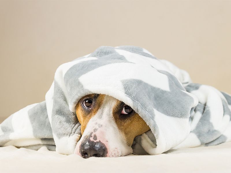 19 Common Dog Behaviors People Punish That Are Actually Signs of Trust 15