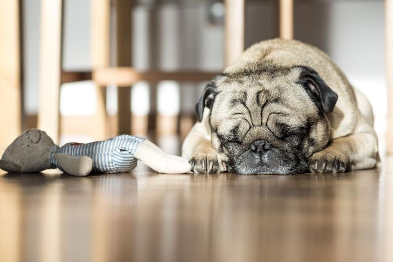 19 Common Dog Behaviors People Punish That Are Actually Signs of Trust 3