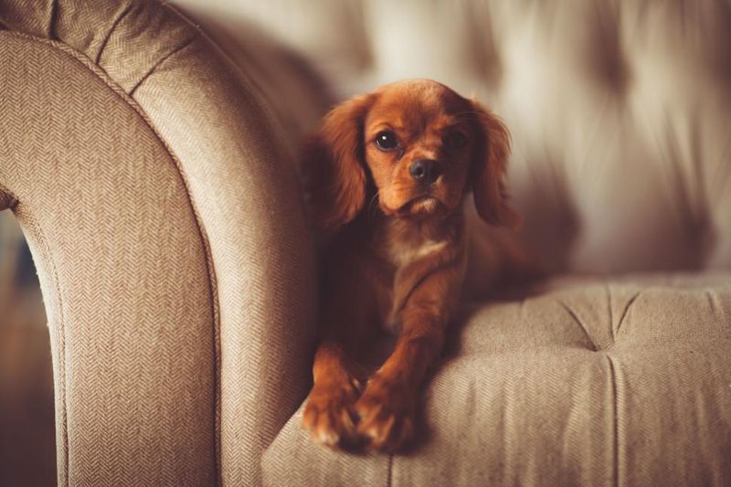 19 Common Dog Behaviors People Punish That Are Actually Signs of Trust 5