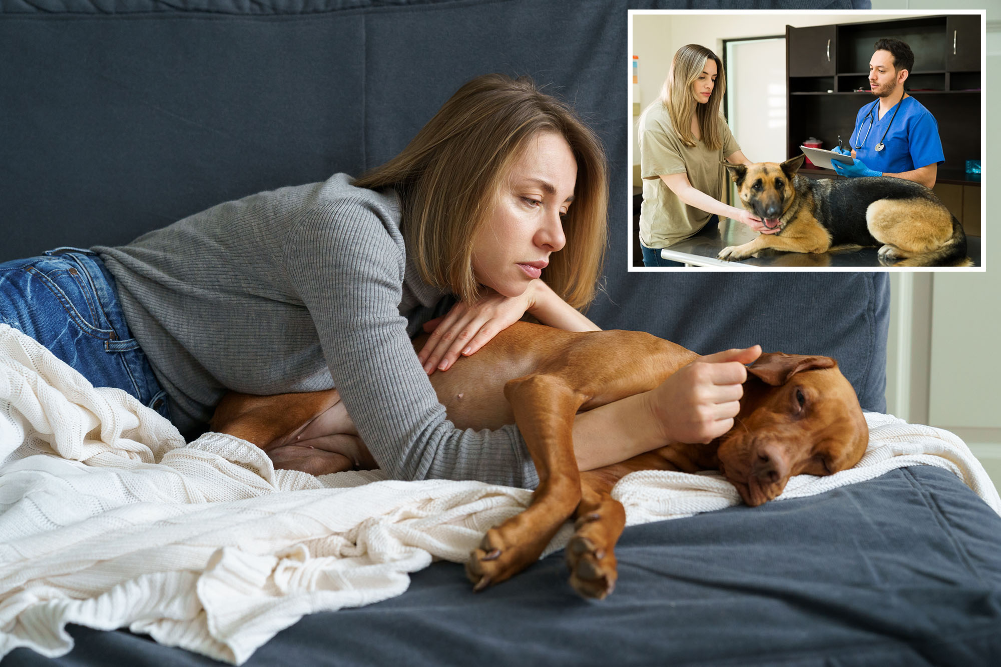 How to know if your pup has 'dog dementia' — look for the 'DISHA' signs