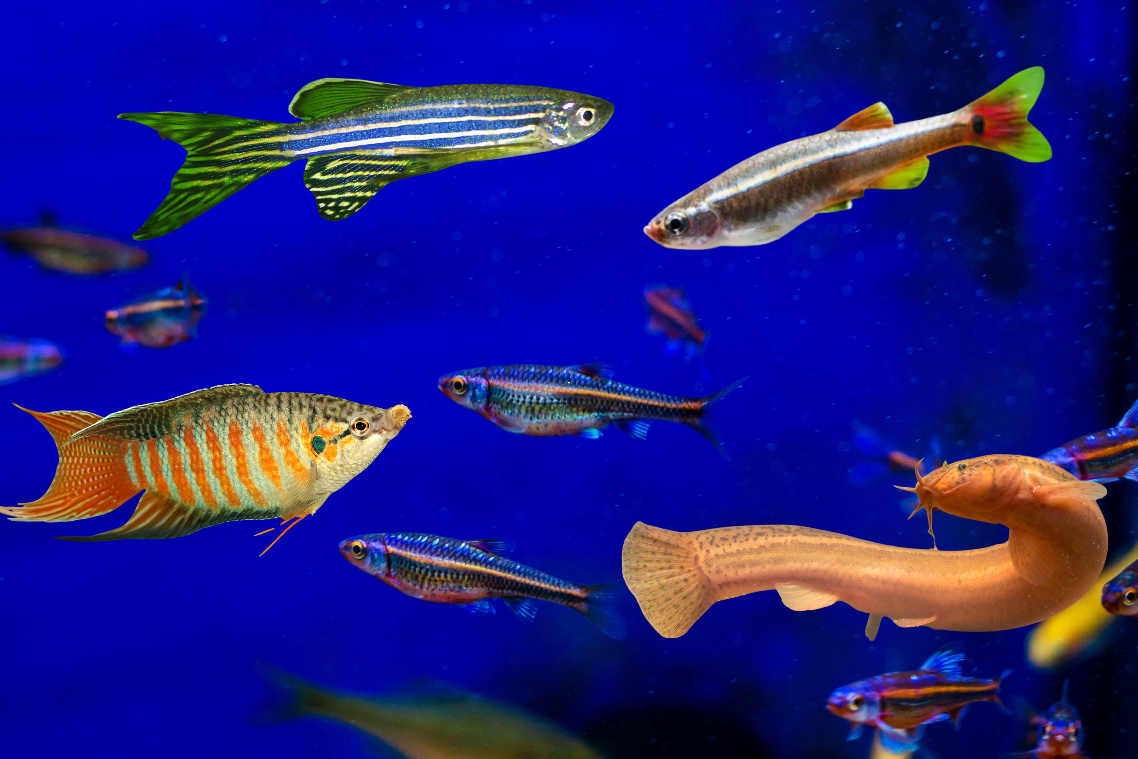 Cold water tropical fish: Here are 11 colourful fish that thrive in ...