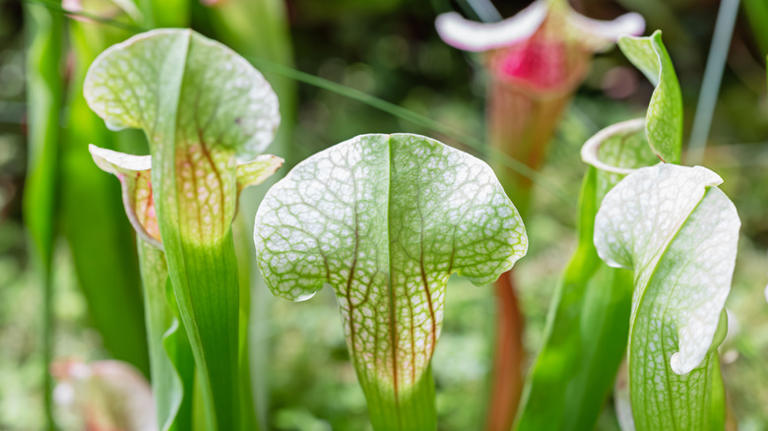 How to propagate pitcher plants & expand your carnivorous garden