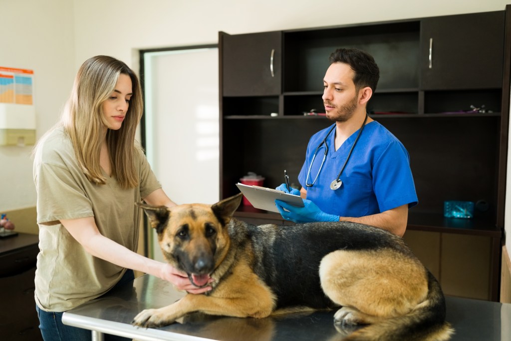 How to know if your pup has 'dog dementia' — look for the 'DISHA' signs