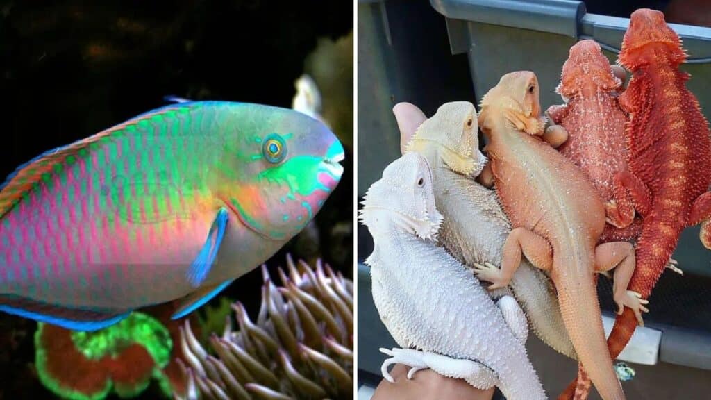 Animals that can’t commit to one color scheme