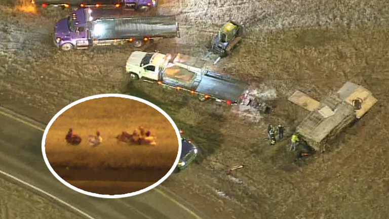 OHP: Troopers shoot chickens that got loose after crash on I-240 ramp ...