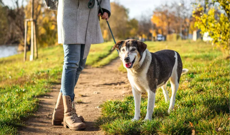 19 Common Dog Behaviors People Punish That Are Actually Signs of Trust 8