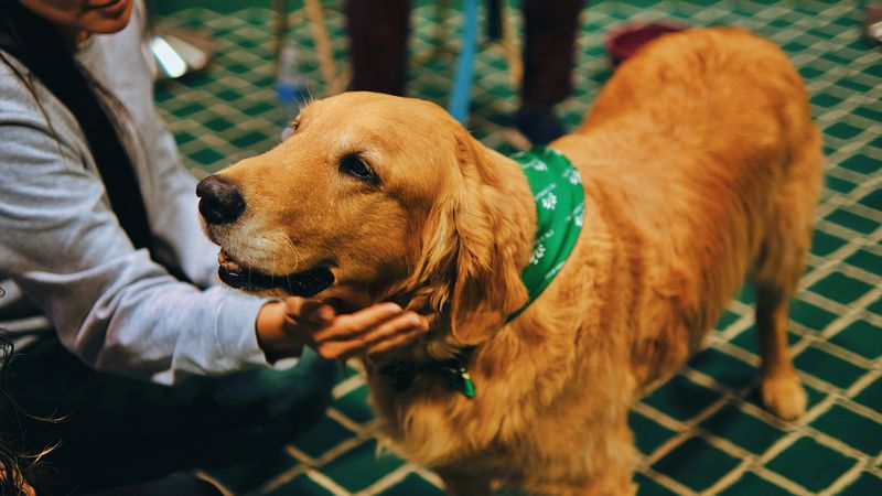 19 Common Dog Behaviors People Punish That Are Actually Signs of Trust 9