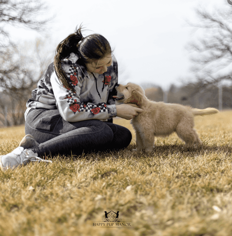 19 Common Dog Behaviors People Punish That Are Actually Signs of Trust 2
