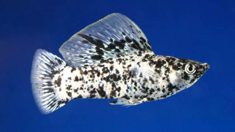 10 beginner freshwater aquarium fish that are easy to care for and ...