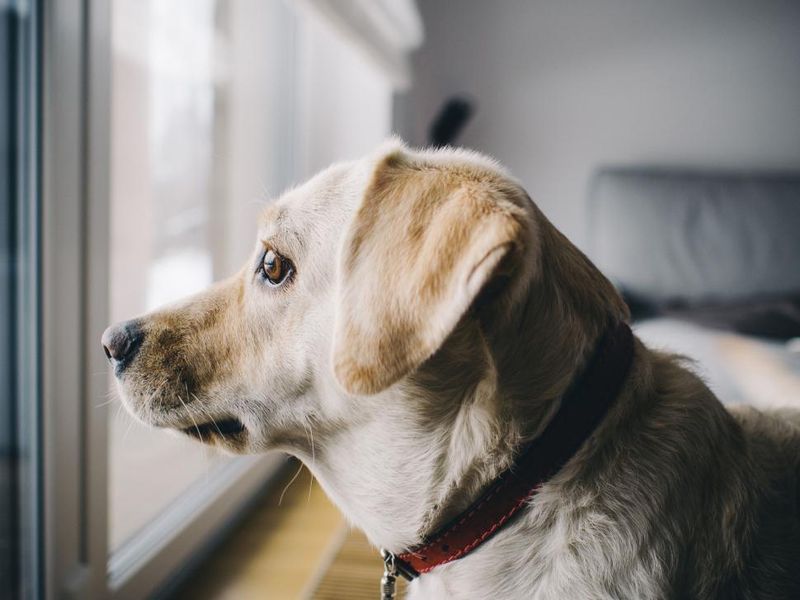 19 Common Dog Behaviors People Punish That Are Actually Signs of Trust 7