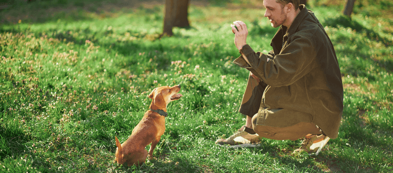 19 Common Dog Behaviors People Punish That Are Actually Signs of Trust 17