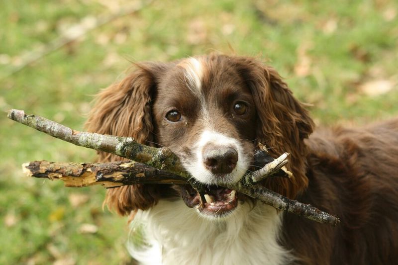 19 Common Dog Behaviors People Punish That Are Actually Signs of Trust 13