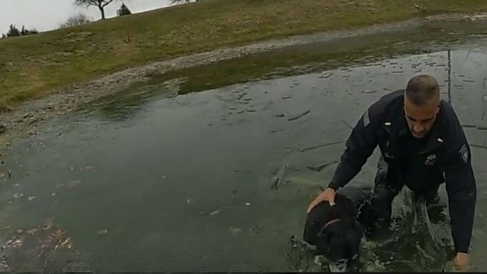 Portsmouth police rescue dog that fell into pond