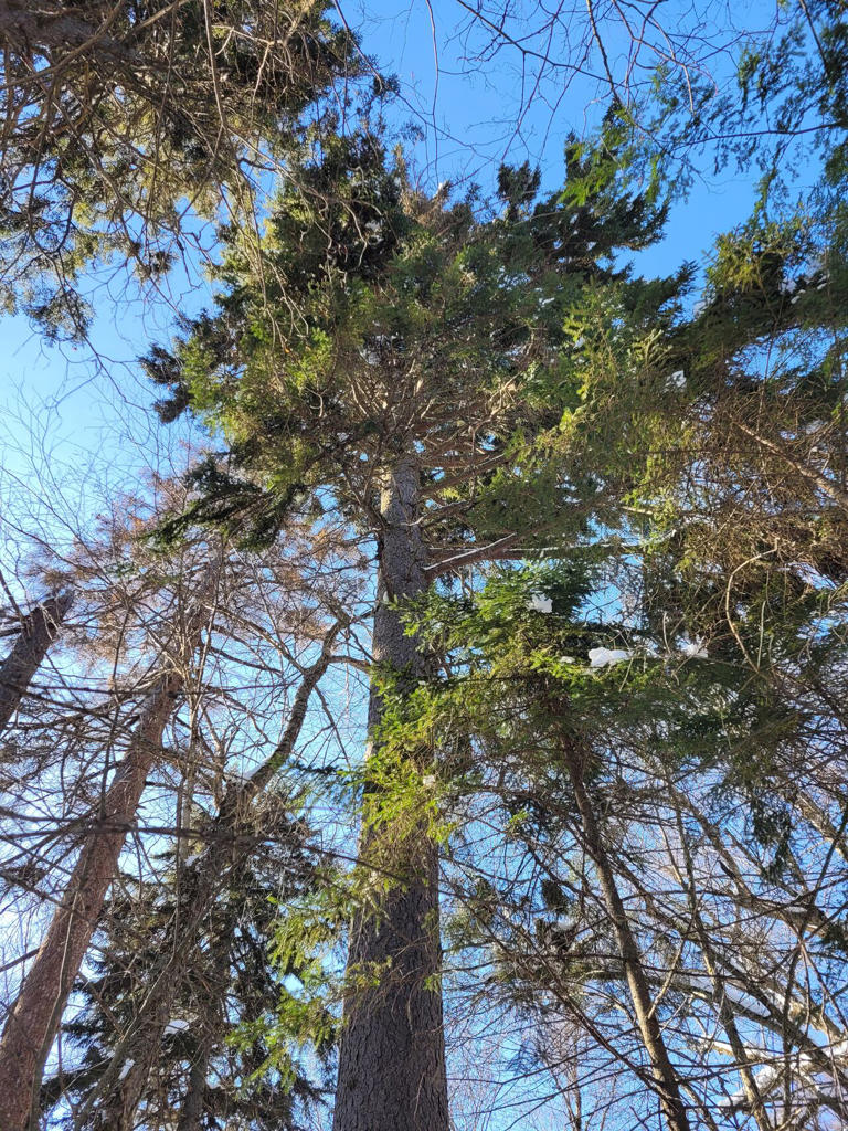 This unique forest is being considered for protection — yet Quebec has ...