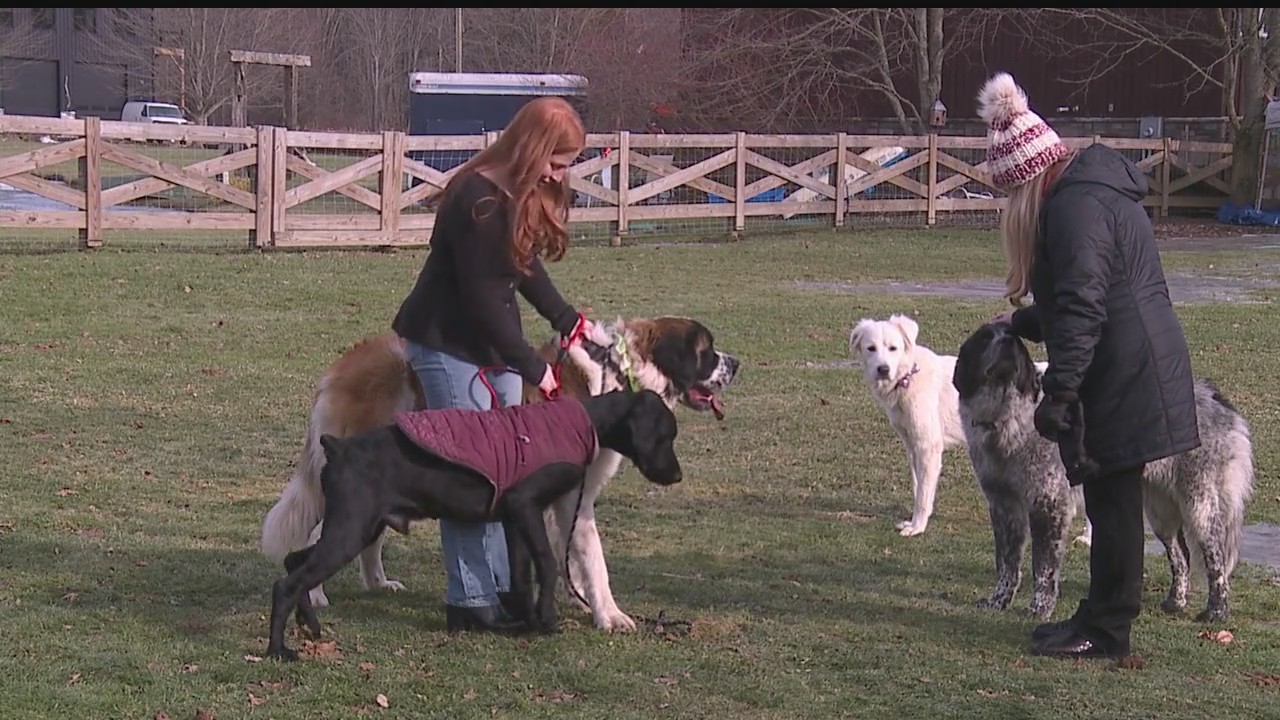 Local animal rescue specializes in rehoming large dogs