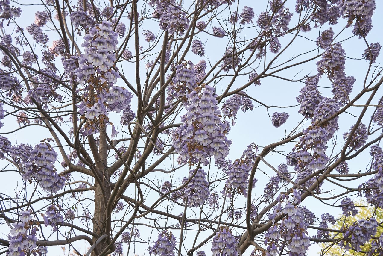 Paulownia tomentosa blossoms on branches against a blue sky.