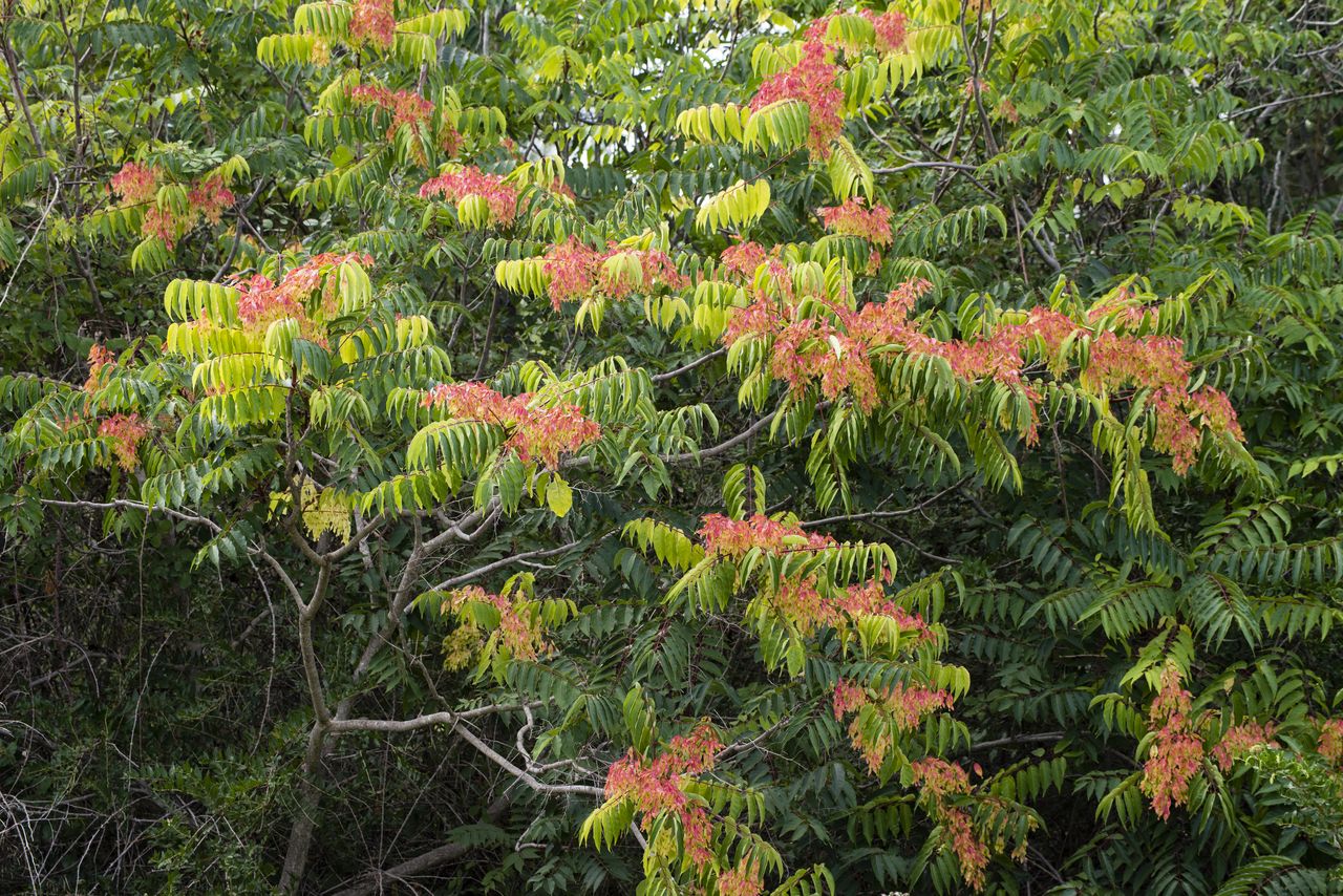 The tree of heaven (Ailanthus altissima)