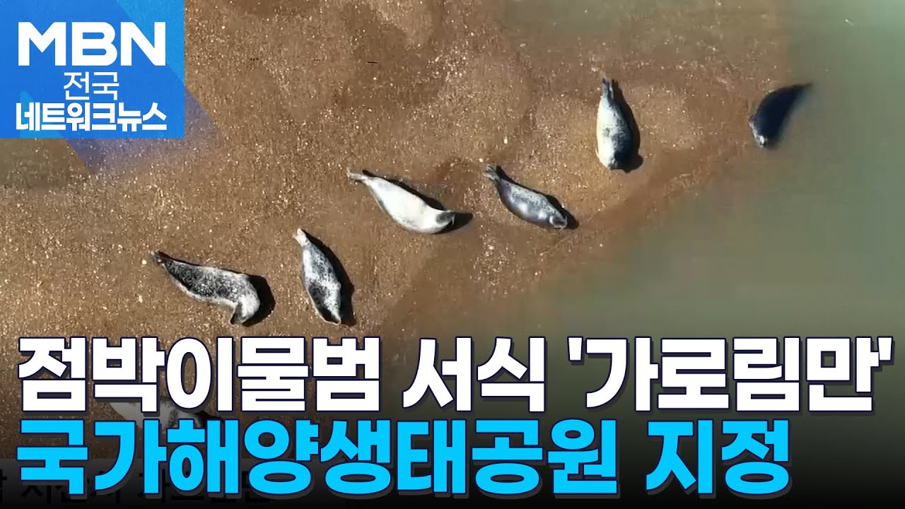 점박이물범 보호…충남 가로림만, 국가해양생태공원 지정 [전국네트워크]