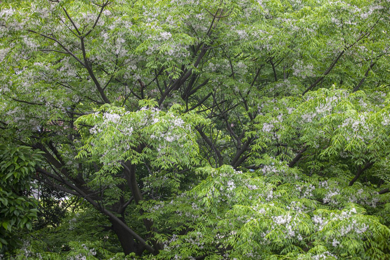Chinaberry tree