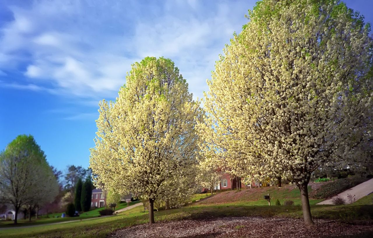 Bradford Pear